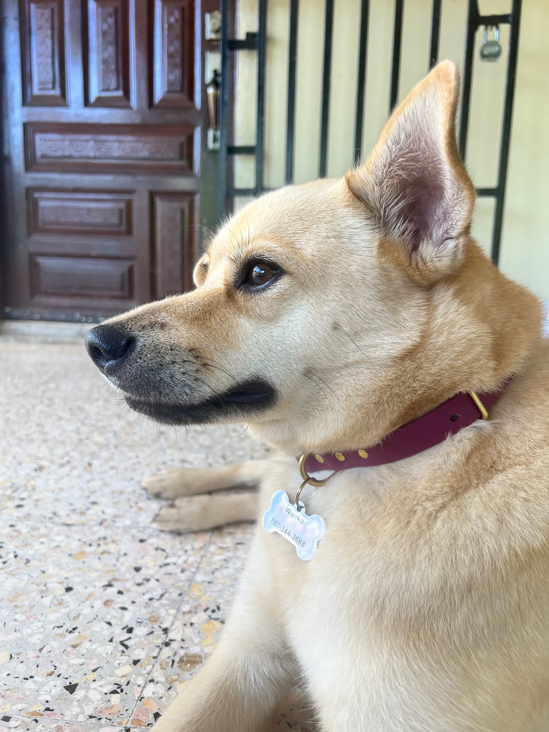 Customer photo review of Adjustable Biothane Quick Release Dog Collar