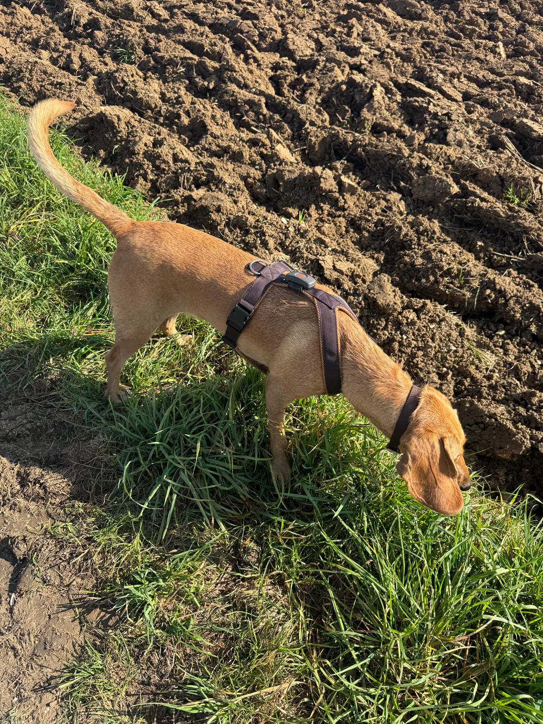 Customer photo review of Windhundgeschirr FUN "Toffee"