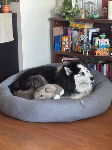 Customer photo review of Cama Antiestrés para Perros Lino