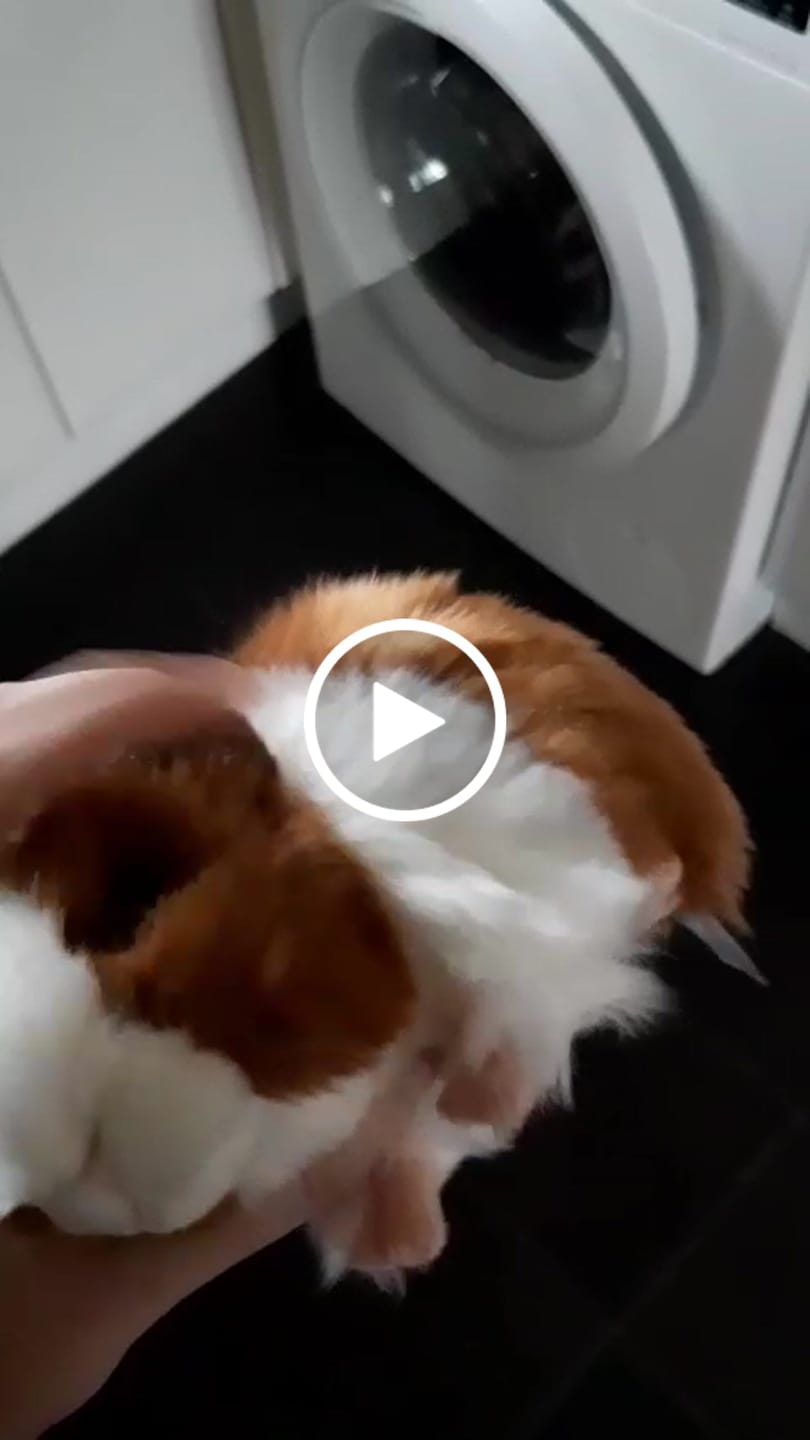 Customer video review of Guinea Pig Soft Stuffed Plush Toy