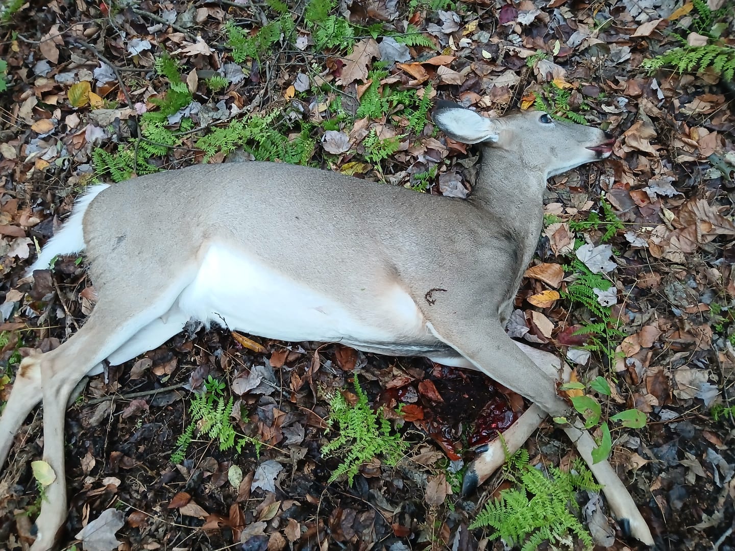 Customer photo review of VisST See-Through Pop-Up Ground Blinds with Silent Magnetic Door