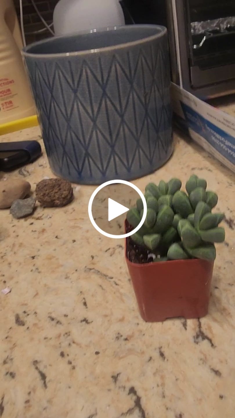 Customer video review of Corpuscularia lehmannii - Ice Plant