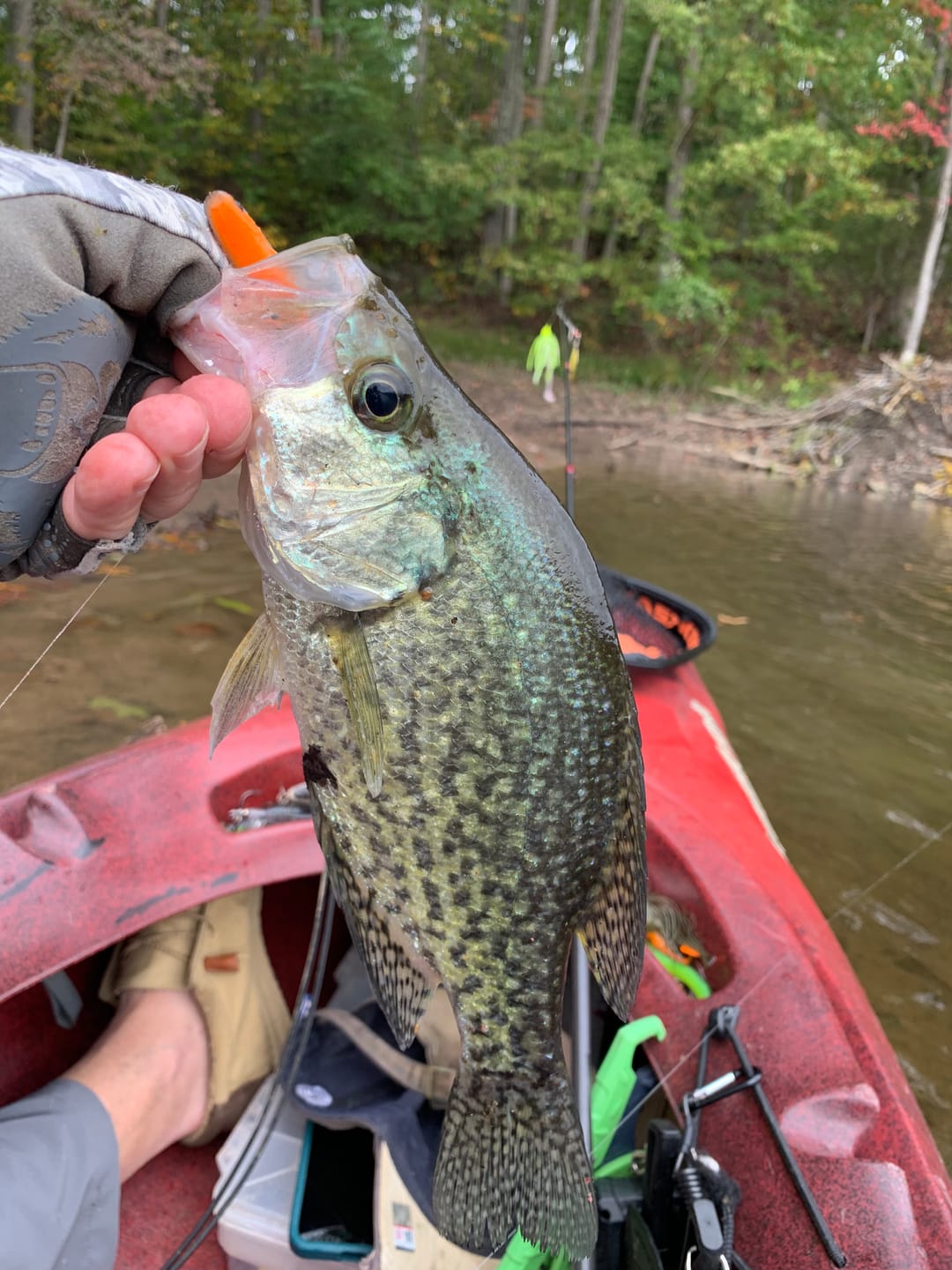 Customer photo review of Shad Swimbait Jih Head Paddle Tail Lure