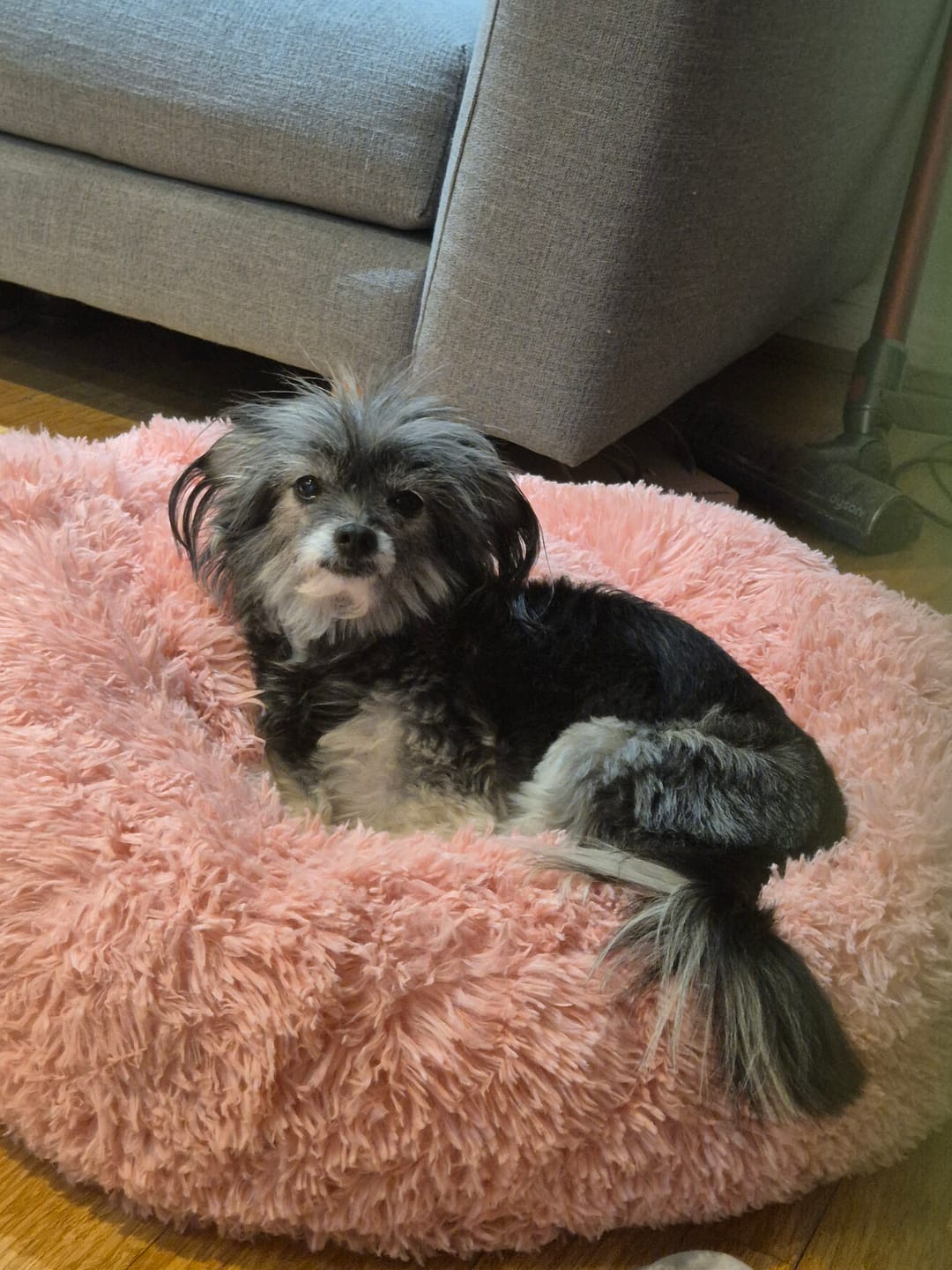 Customer photo review of Brooklyn® Deep Sleep Pet Bed