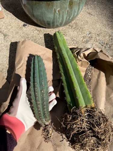 Customer photo review of Trichocereus Peruvianus | Peruvian Torch Cactus