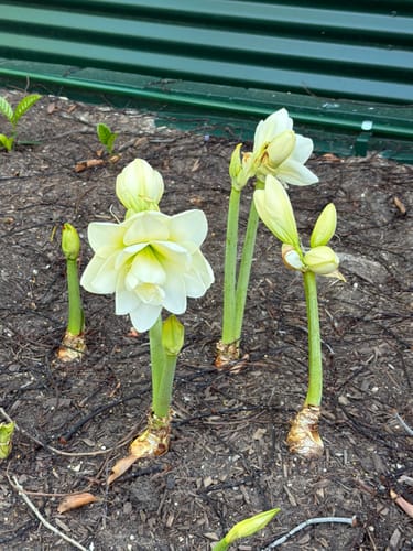 Customer photo review of Red Hot Poker - Kniphofia Uvaria