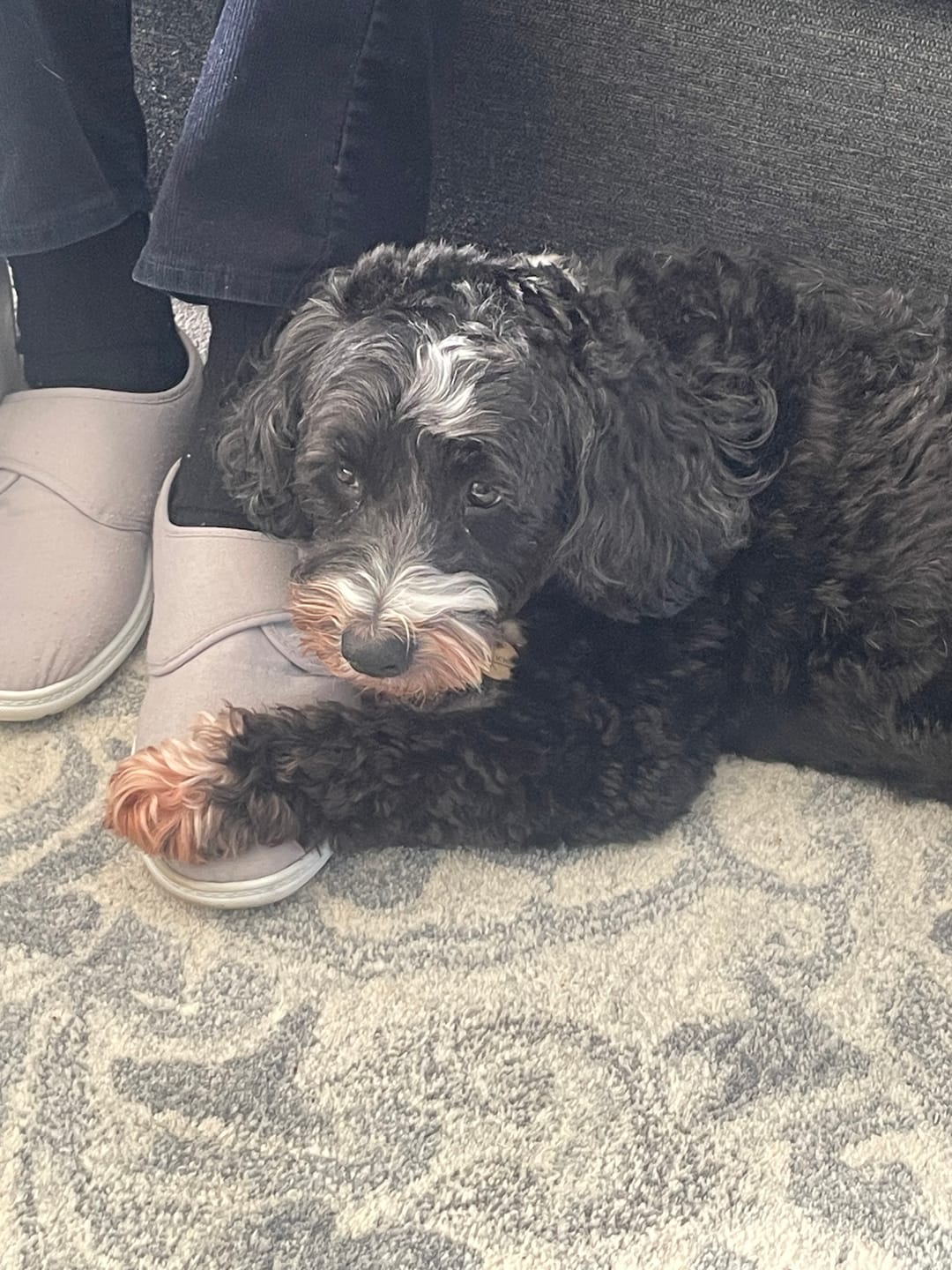 Customer photo review of Dog Skin Rescue Bundle