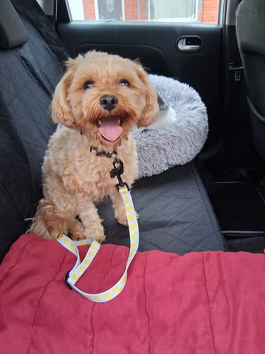 Customer photo review of Seatbelt - You Quack Me Up!
