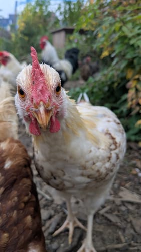 Customer photo review of BSF Larven - getrocknete Soldatenfliegenlarven