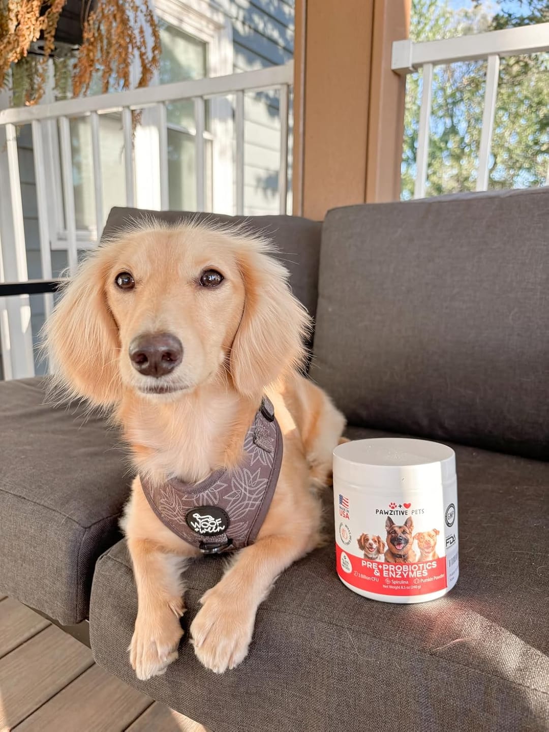 Customer photo review of Probiotics for Dogs Digestive Health