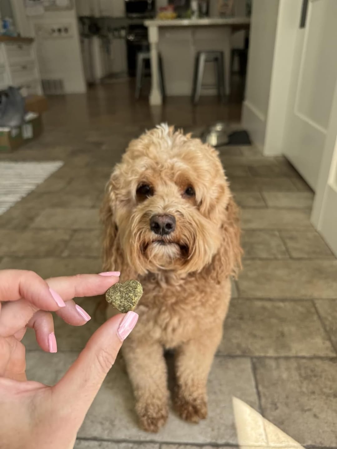 Customer photo review of Probiotics for Dogs Digestive Health