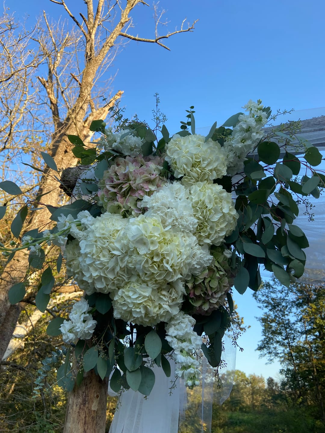 Customer photo review of Antique Hydrangea | Green