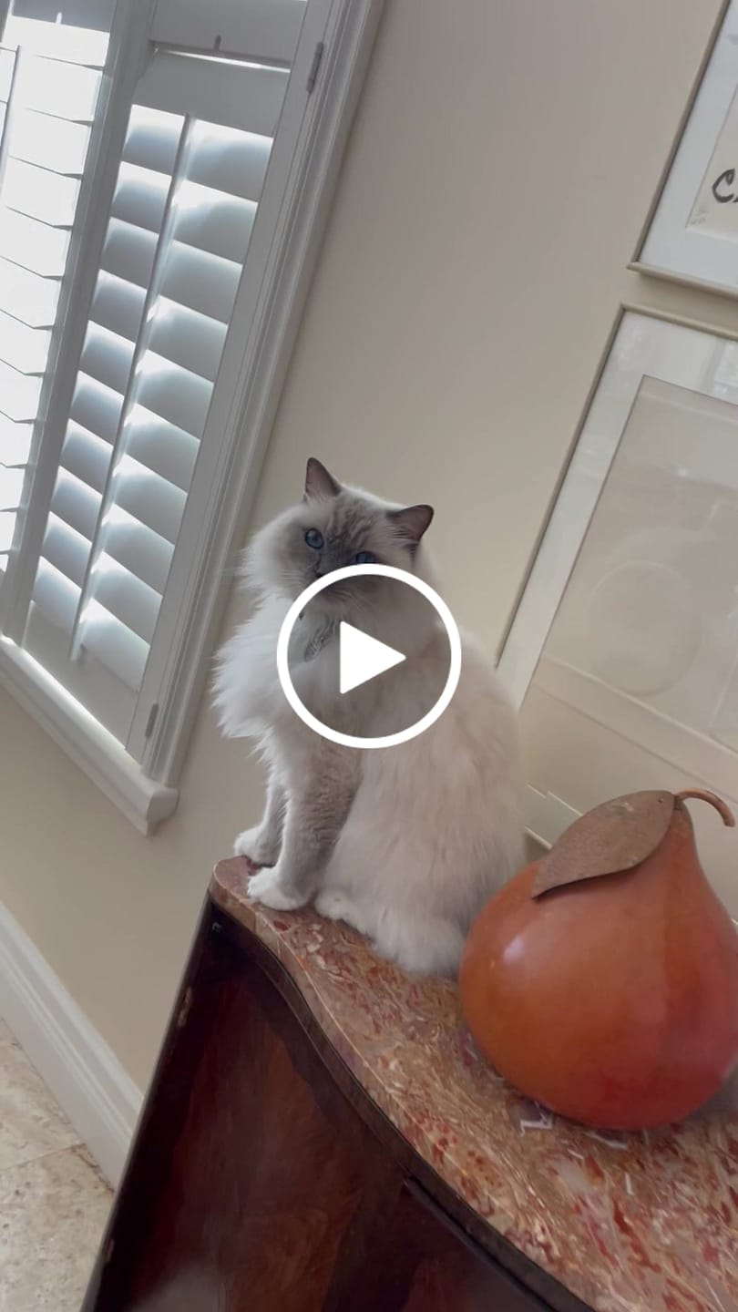 Customer video review of Freeze Dried Chicken Treats