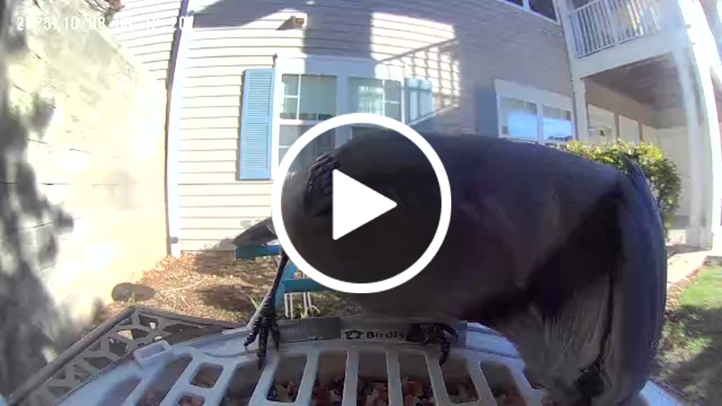 Customer video review of Birdfy Bird Seed Guard