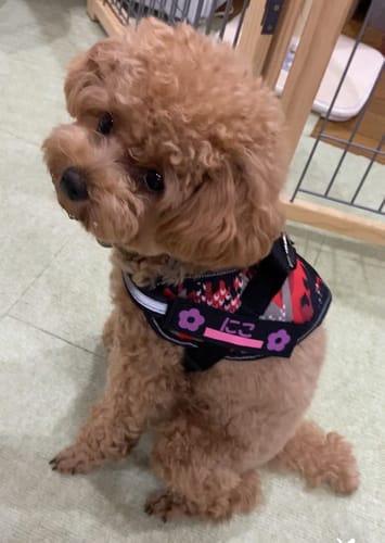 Customer photo review of FunFunPet 高機能ハーネス（お名前タグ作成サービス付き）