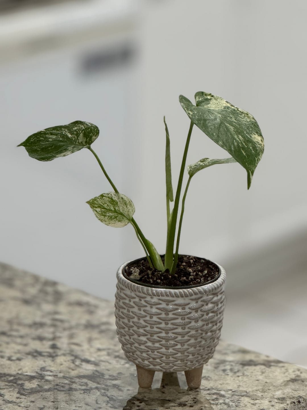 Customer photo review of Monstera 'Mint'