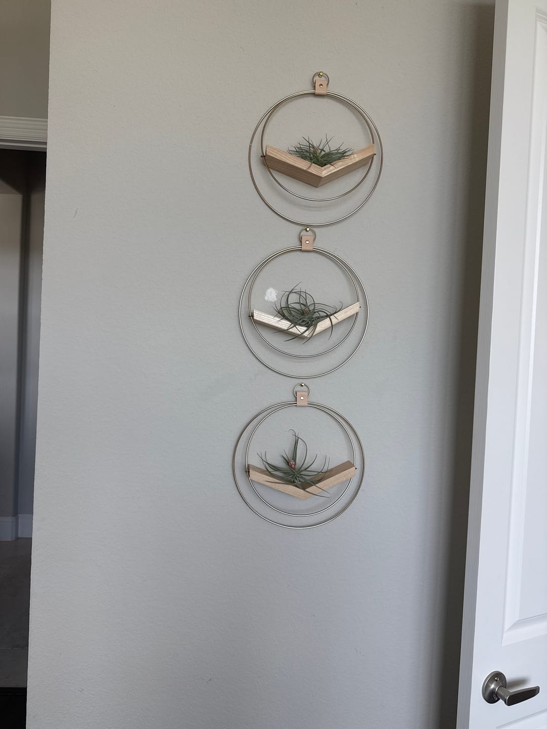 Customer photo review of Air Plant V-Hanger Trio