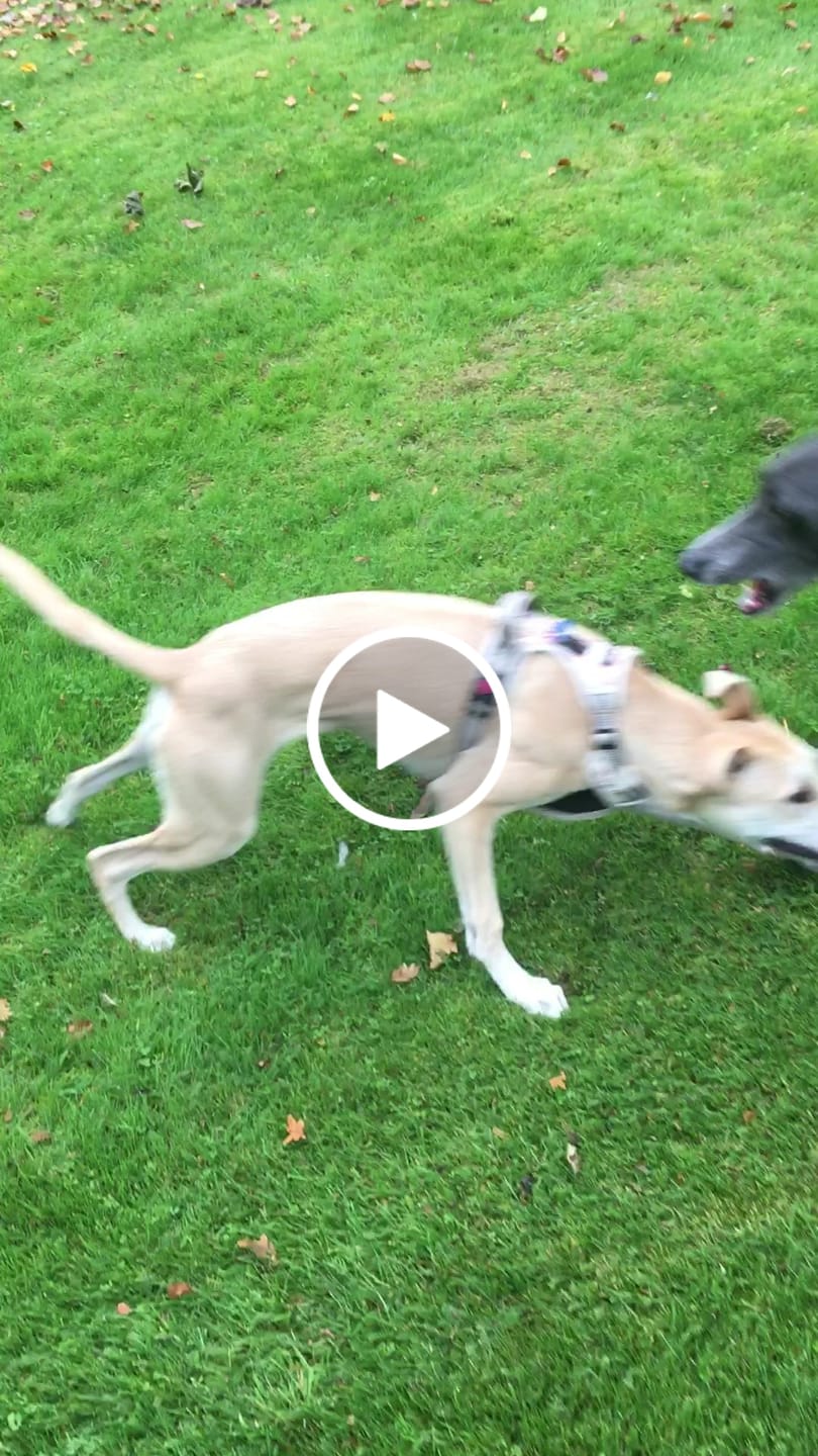 Customer video review of MultiProtein Dry Puppy Food