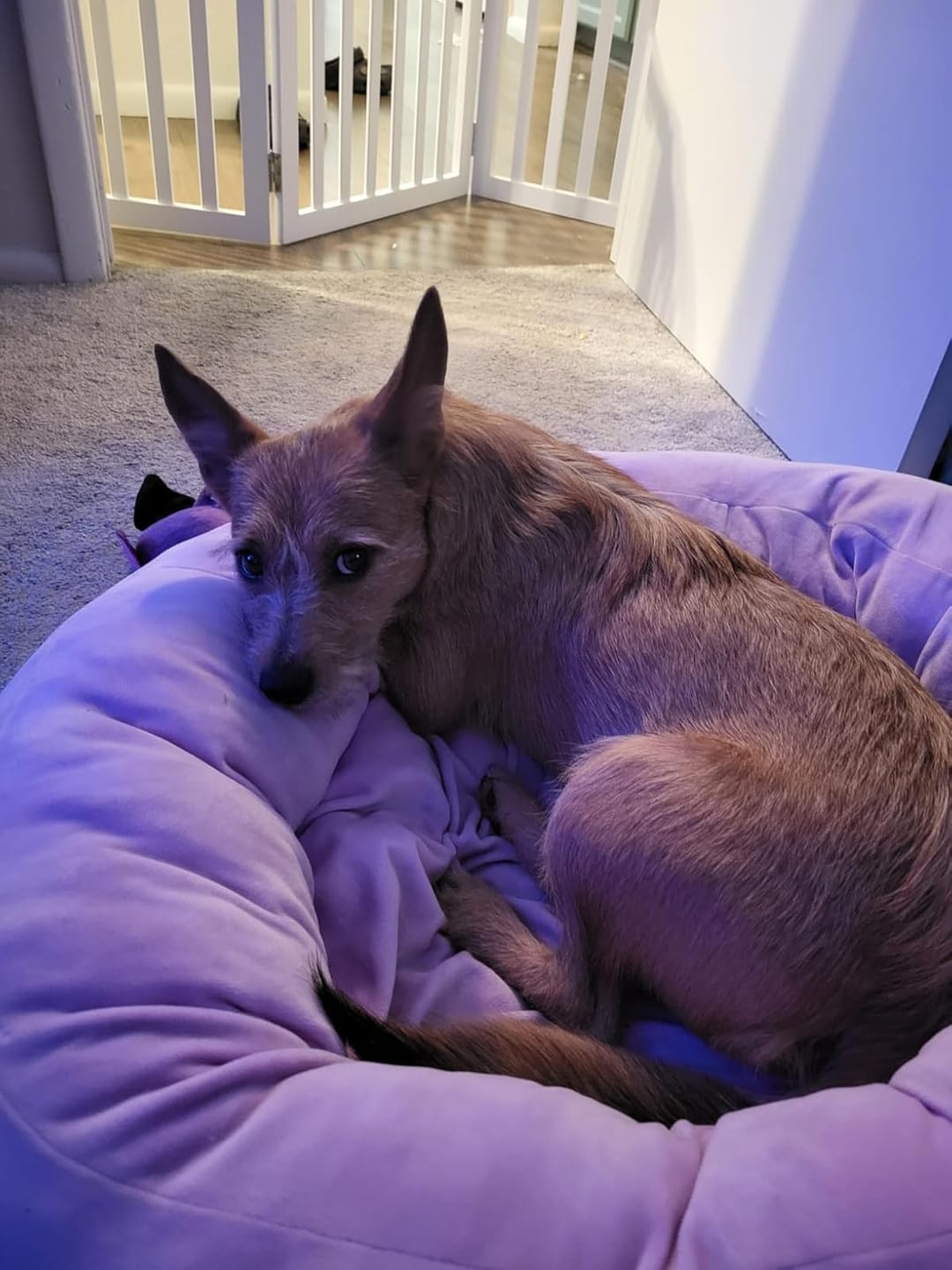 Customer photo review of Hemp Calming Chews for Dogs