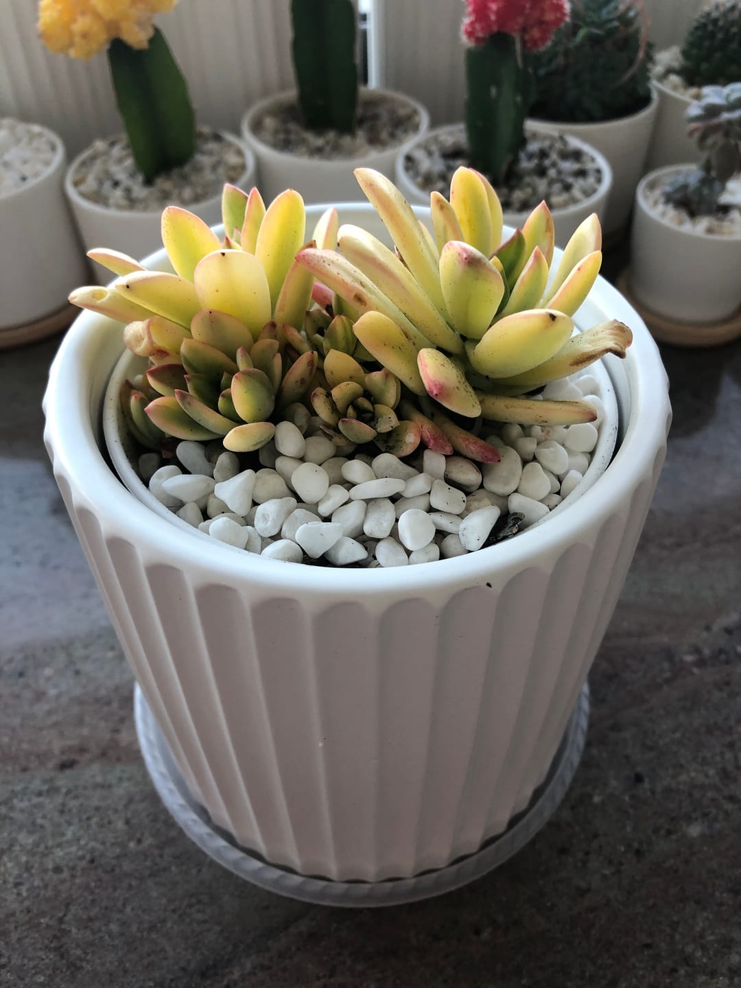 Customer photo review of Echeveria Mini Bell Albo Variegata (w pups)