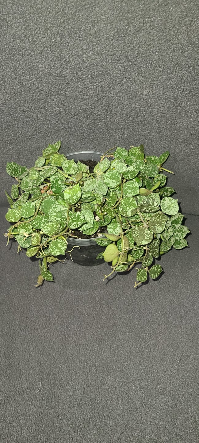 Customer photo review of Hoya curtisii