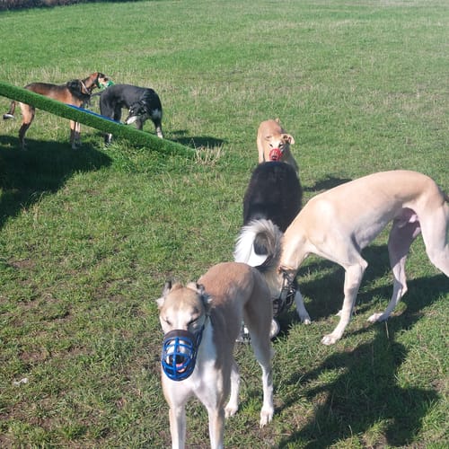 Customer photo review of Tribal Fresh Pressed Adult Turkey