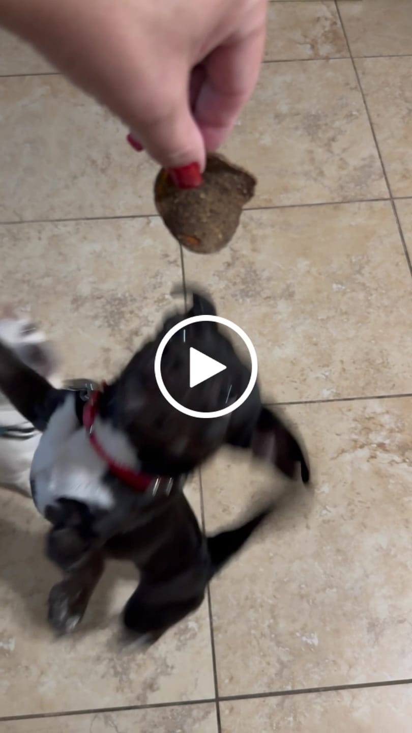 Customer video review of Ostrich Chips with Beetroot (2.5oz): The Flavorful, Immune System Supporting Treat for Dogs