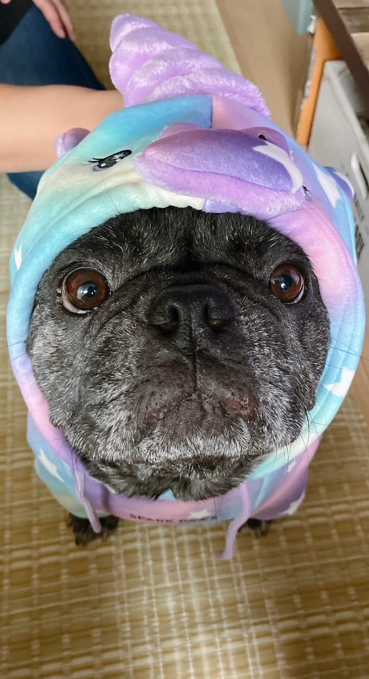 Customer photo review of Halloween Dog Hoodie - Unicorn