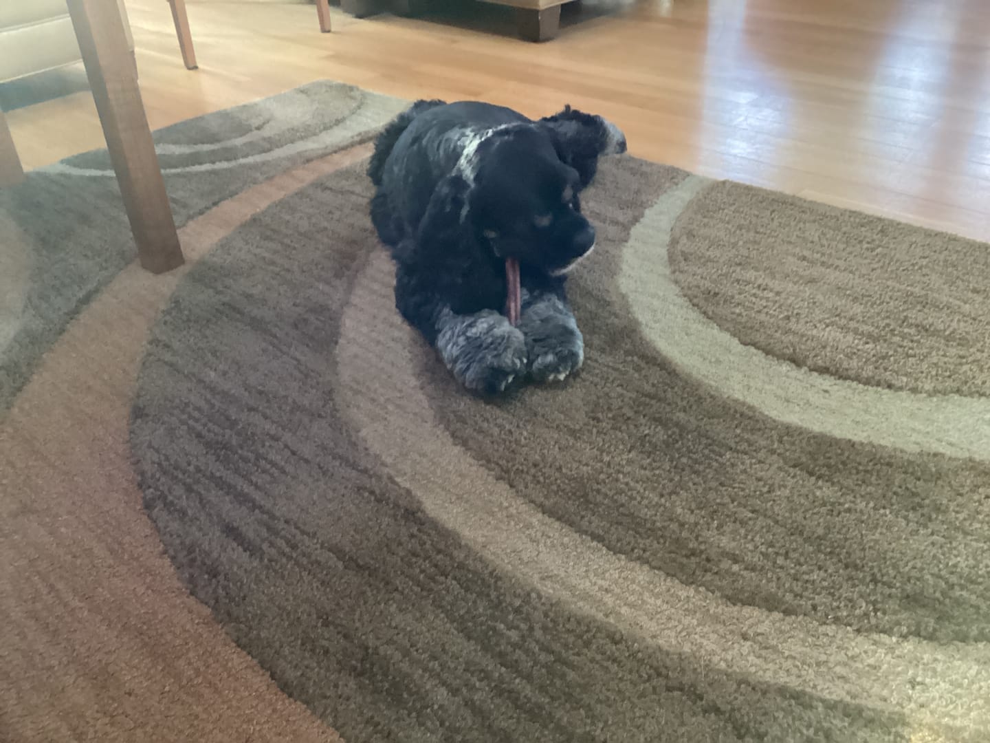 Customer photo review of 6 Inch Standard Bully Sticks