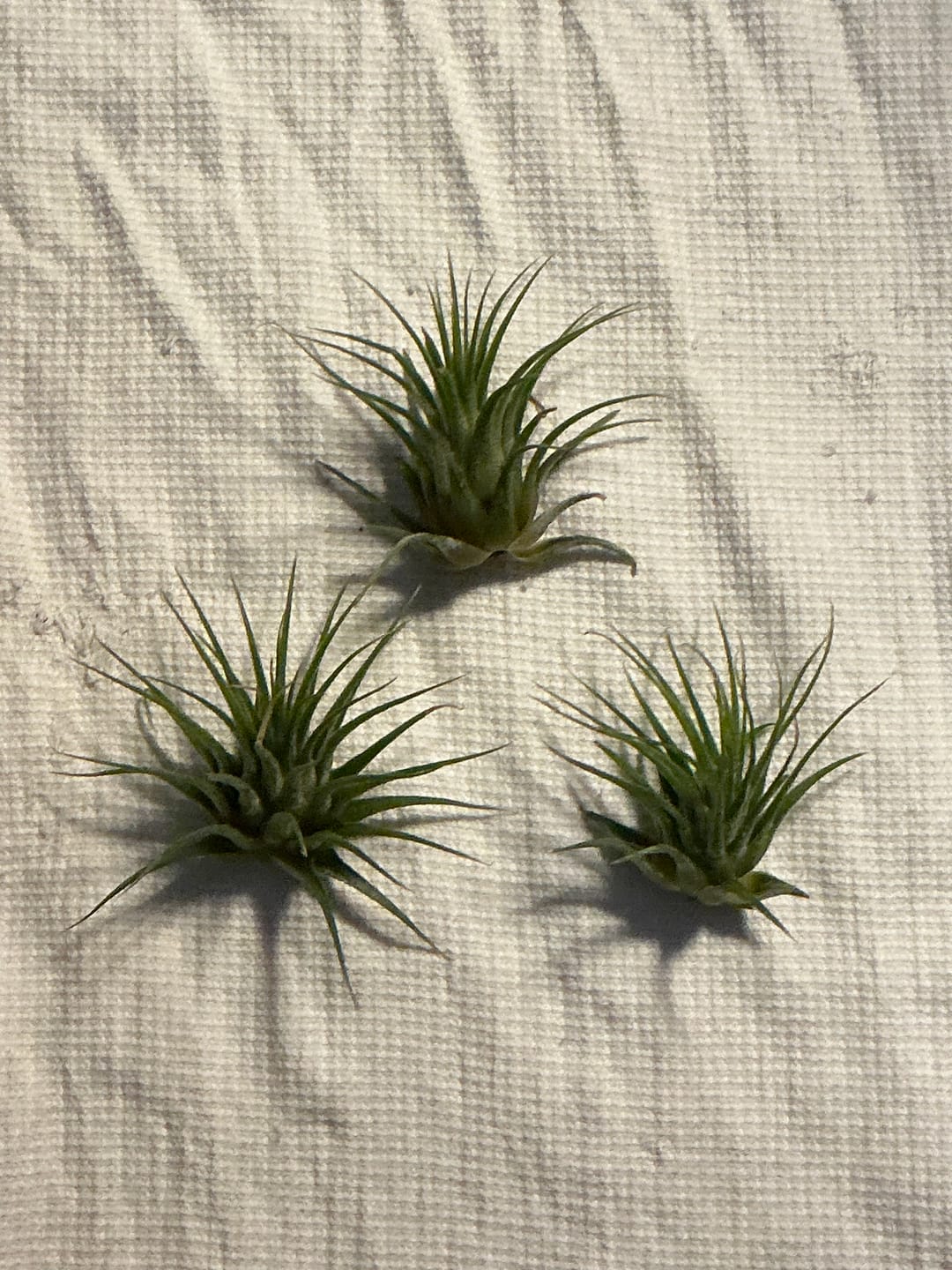 Customer photo review of B Quality Ionantha Variety 3 Pack  ($0.75 Per Plant)