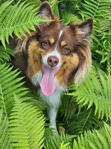 Customer photo review of Longest No Pull Leash - Wacky Walk'r