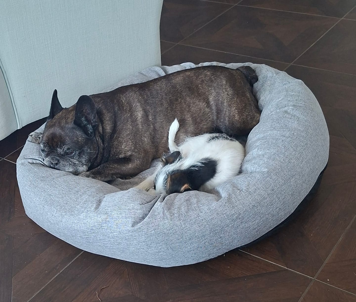Customer photo review of CalmBed - Pälsfritt Överdrag