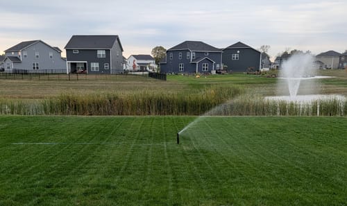 Customer photo review of GCI Turf Type Tall fescue Grass Seed