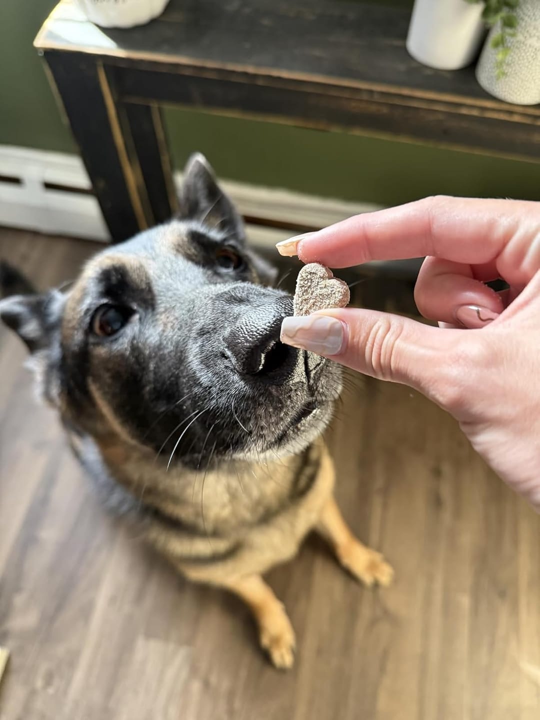 Customer photo review of Probiotics for Dogs Digestive Health