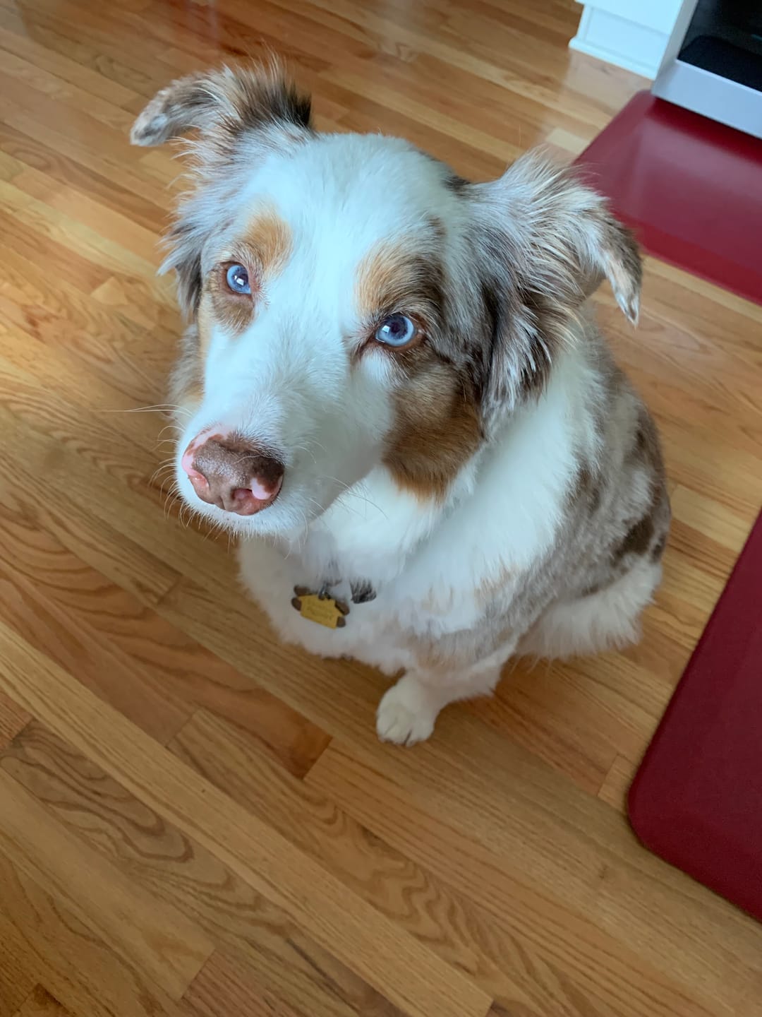 Customer photo review of Earthbones Dental Chews For Dogs