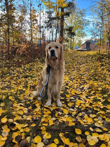 Customer photo review of Guard Leash Safe Khaki - Väktarkoppel med handtag & reflex