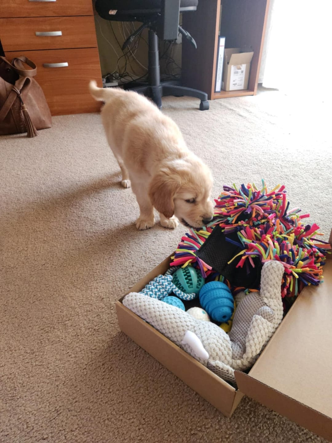 Customer photo review of The Ultimate Puppy Bundle