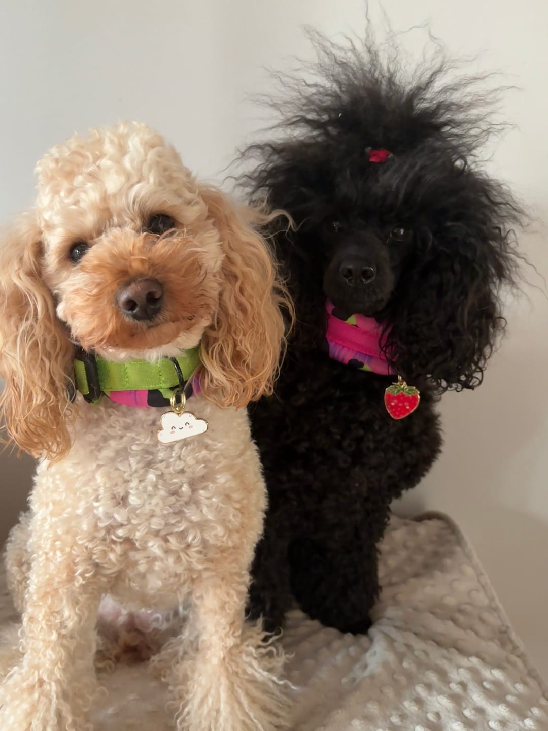 Customer photo review of Cassie Cloud Metal Pet Tag