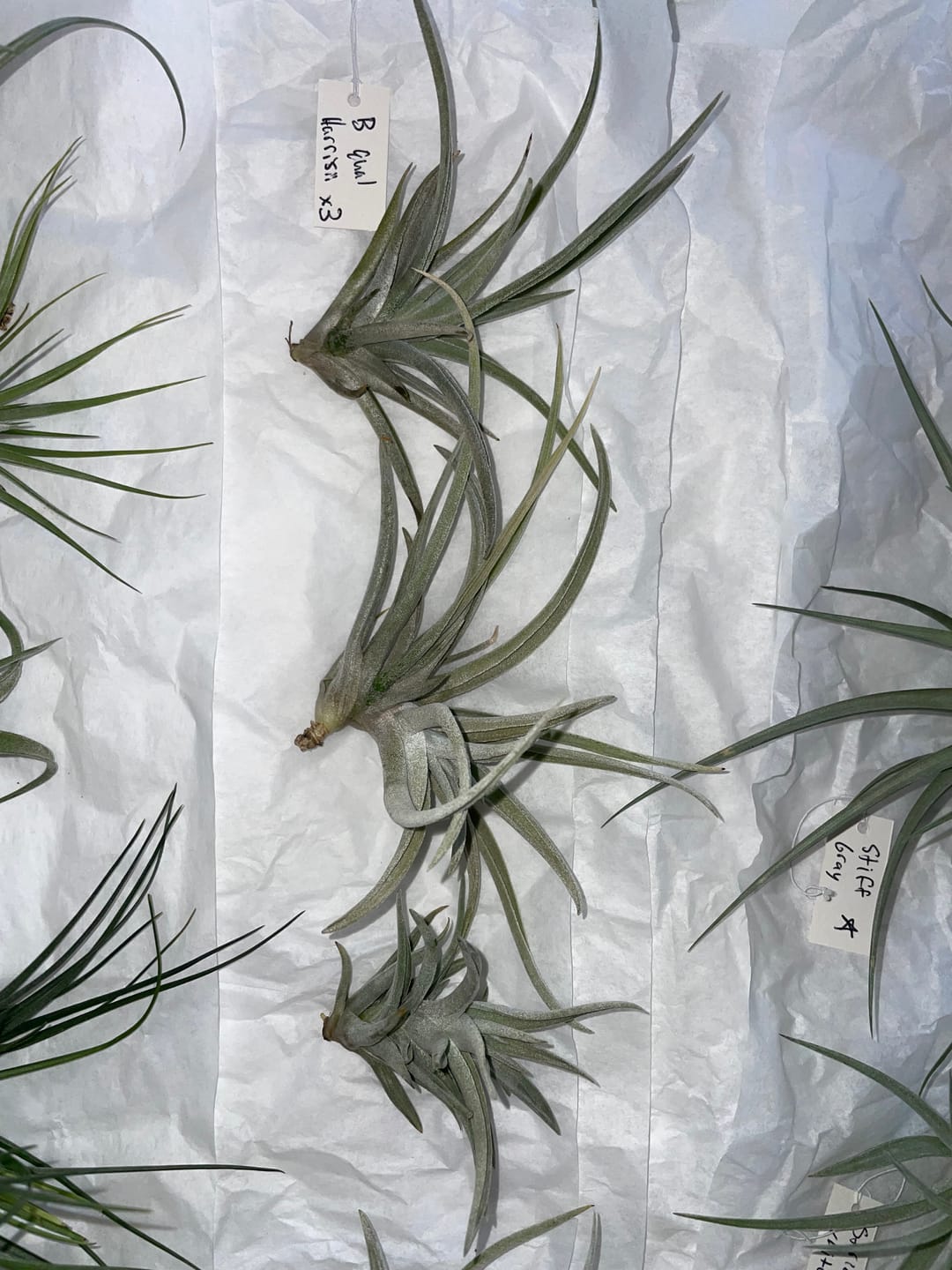Customer photo review of B Quality Harrisii 3 Pack  ($1.50 Per Plant)
