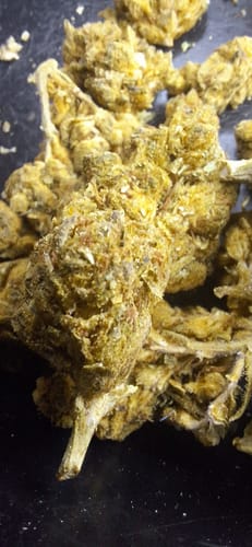 Customer photo review of Cheap THCA Flower Pound