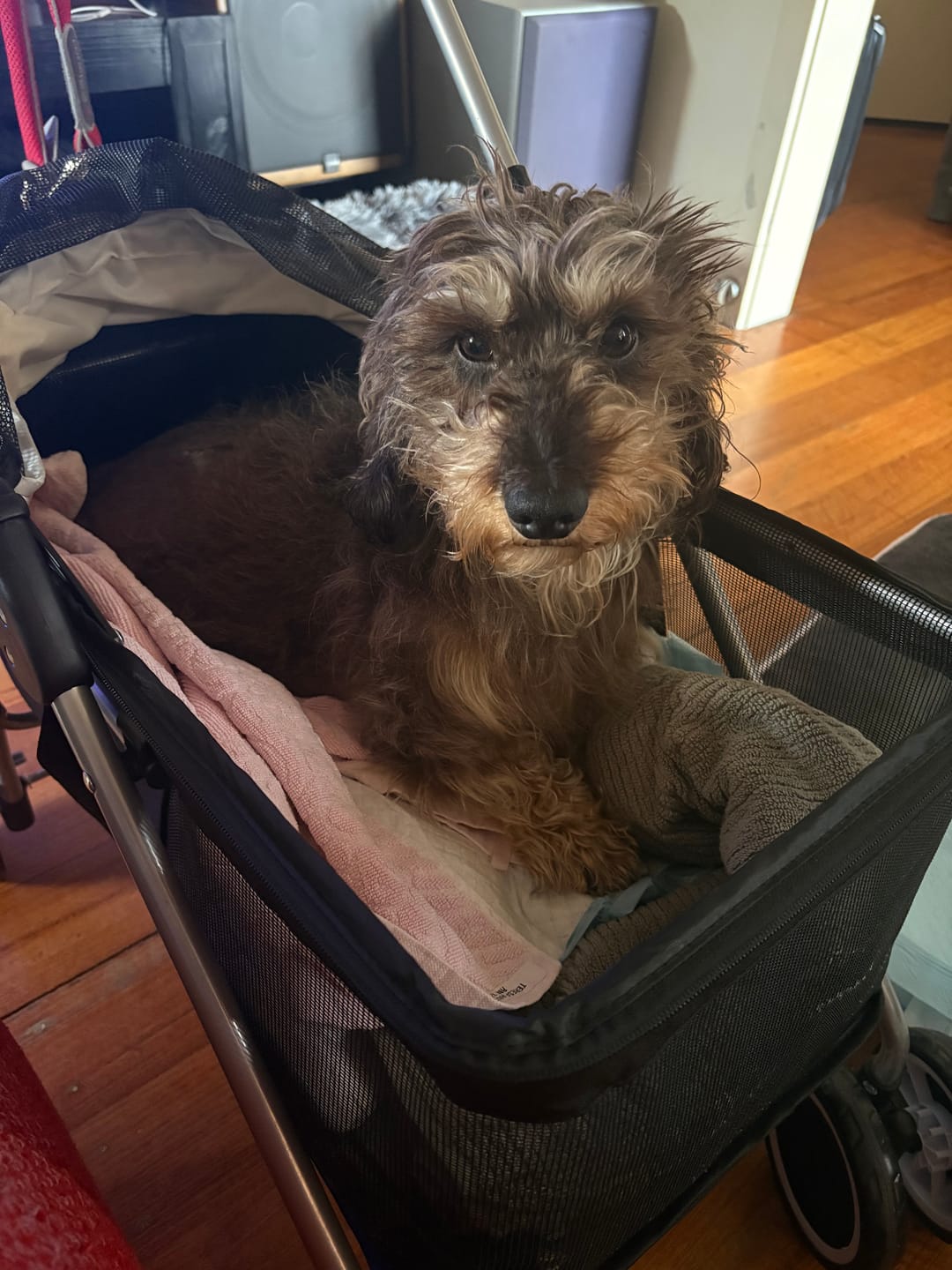Customer photo review of Compact & Comfortable Pet Stroller