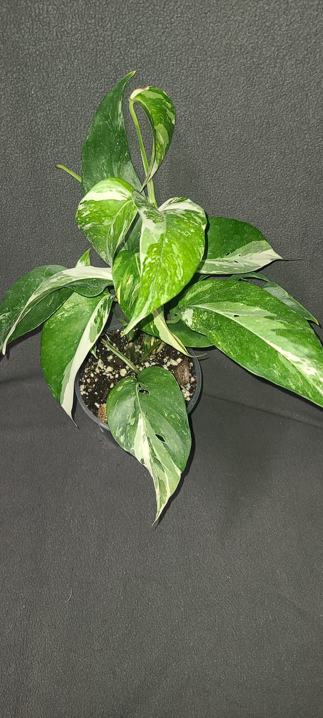 Customer photo review of Pothos Epipremnum pinnatum albo variegata