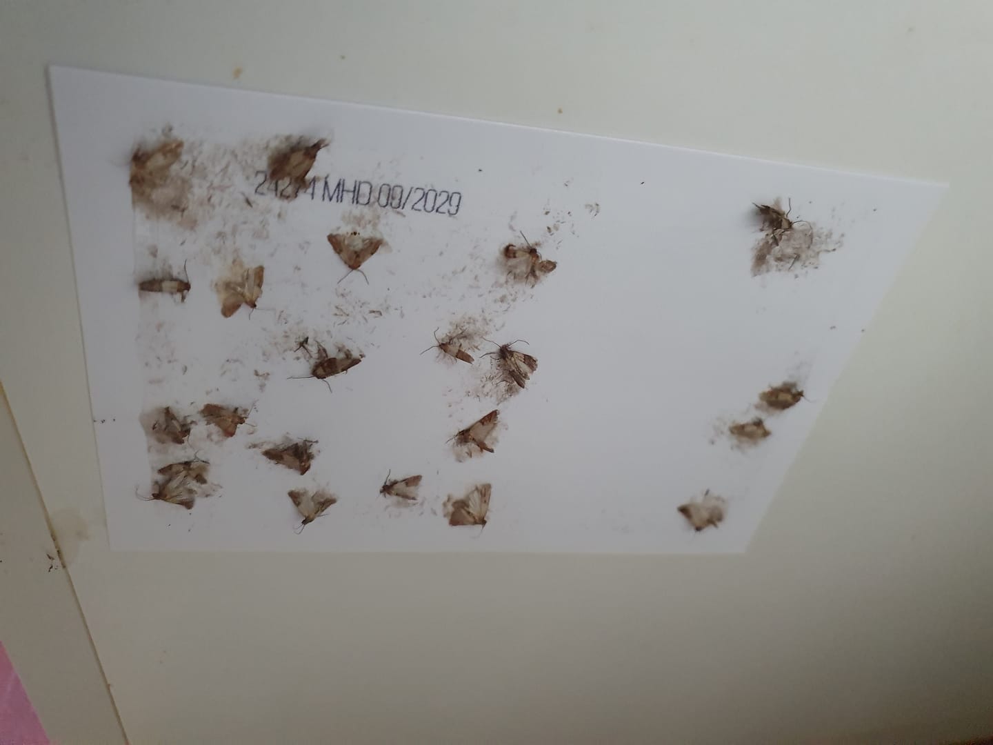 Customer photo review of Lebensmittel-Mottenfalle