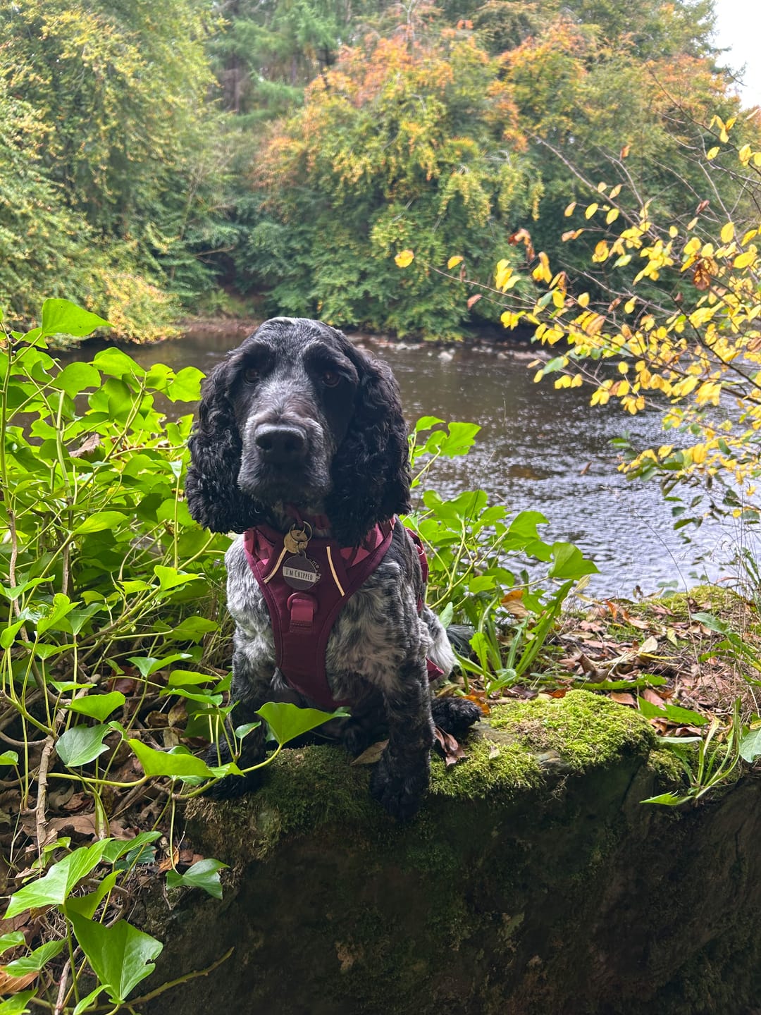 Customer photo review of Tough Trails™ Harness - Walkies Ready® Mulberry