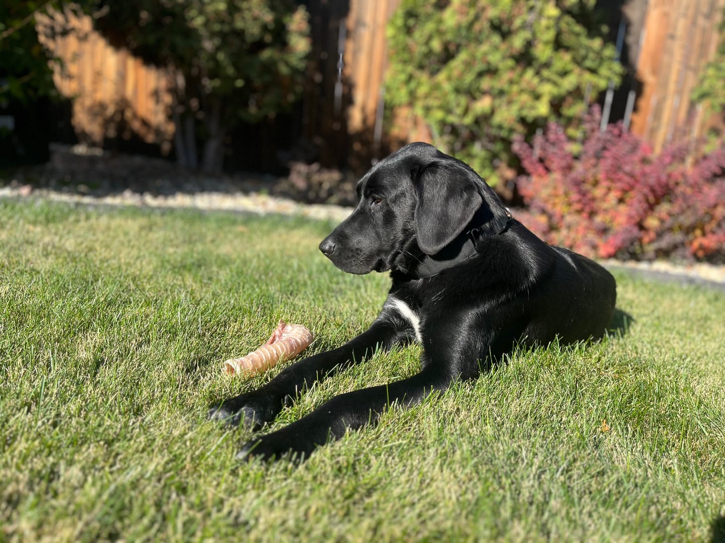 Customer photo review of 6 Inch Beef Trachea