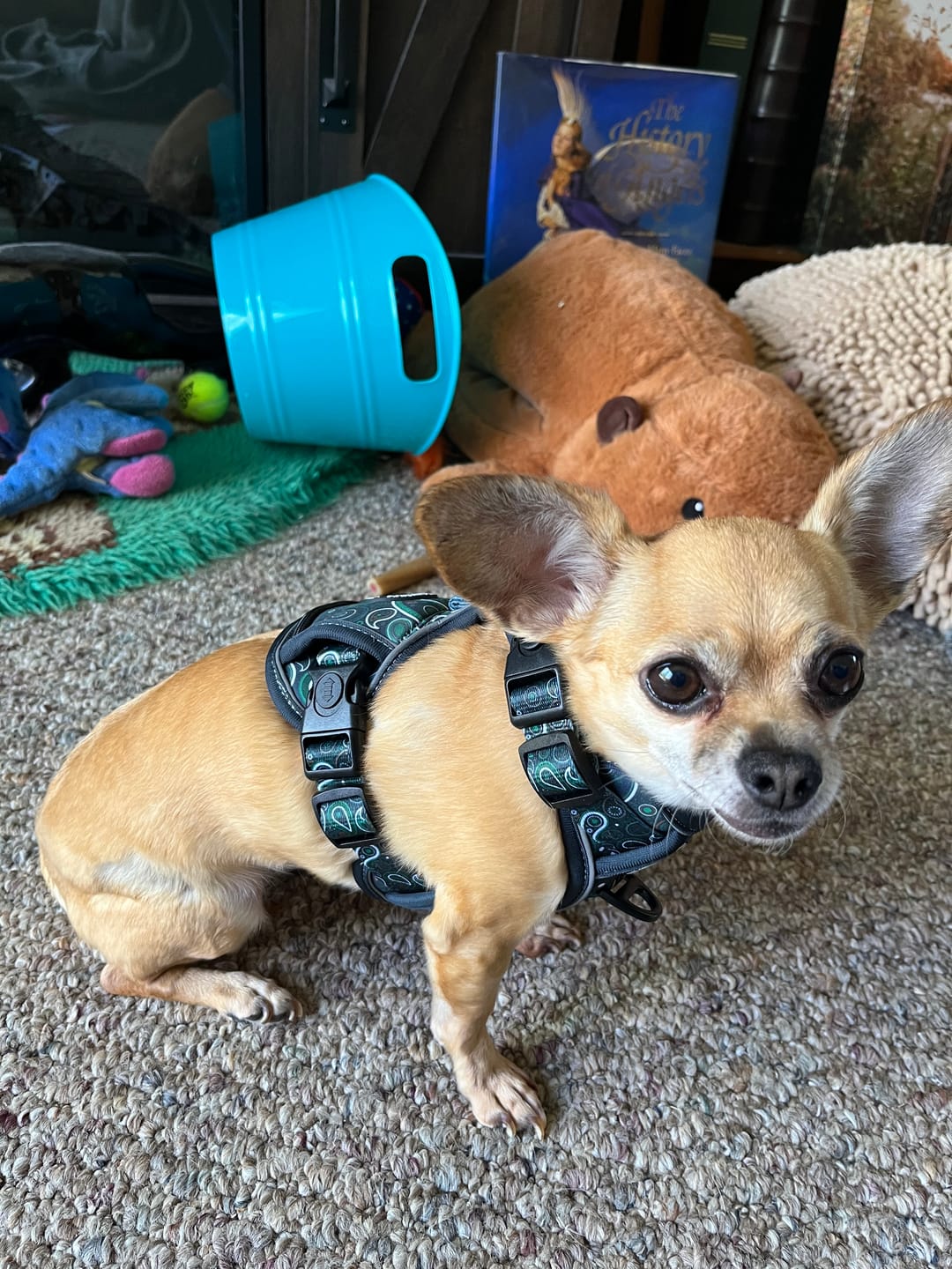 Customer photo review of Green Paisley - Adventure Harness
