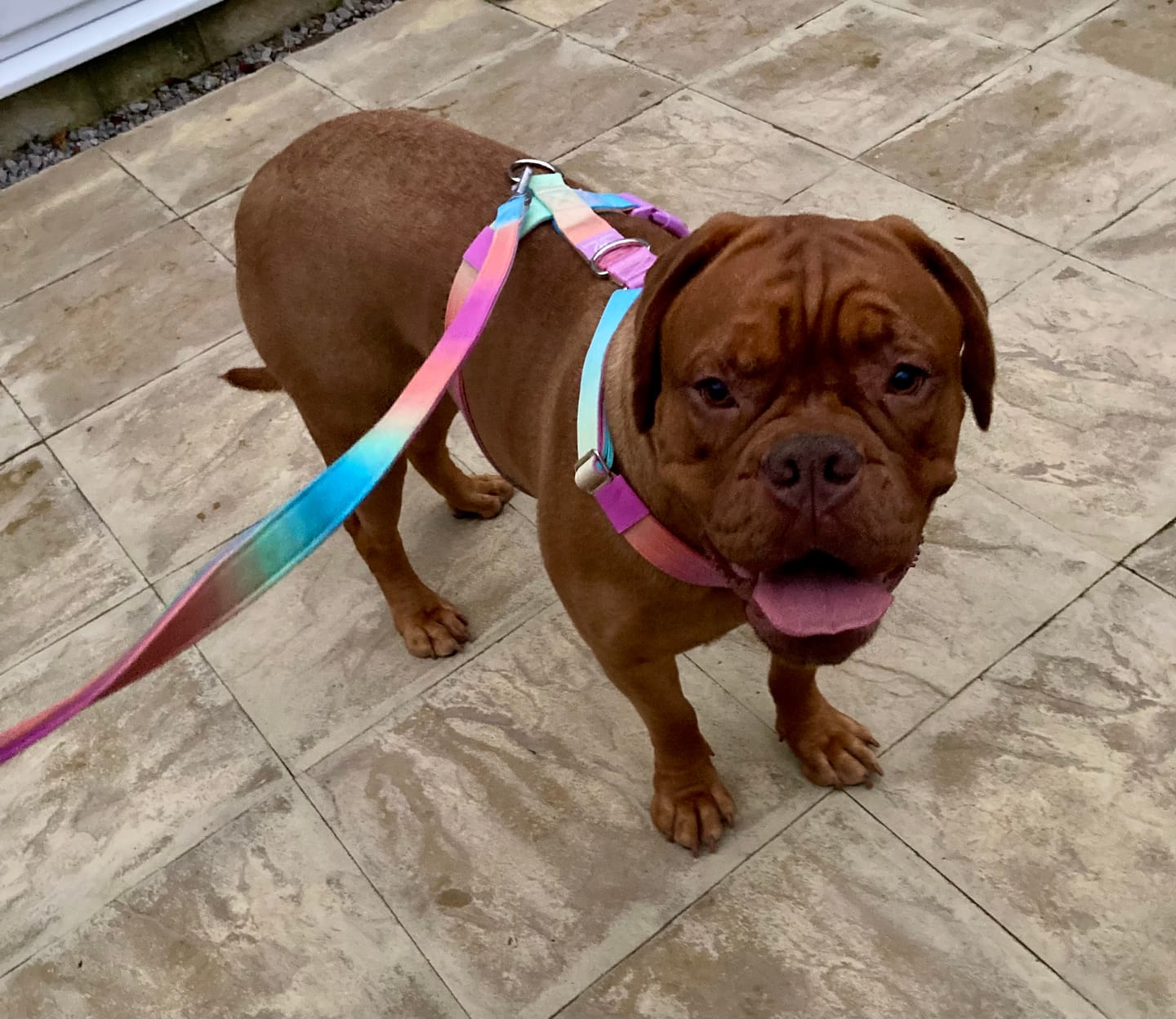 Customer photo review of Leash and Poop Bag Holder Set - Pastel Icing