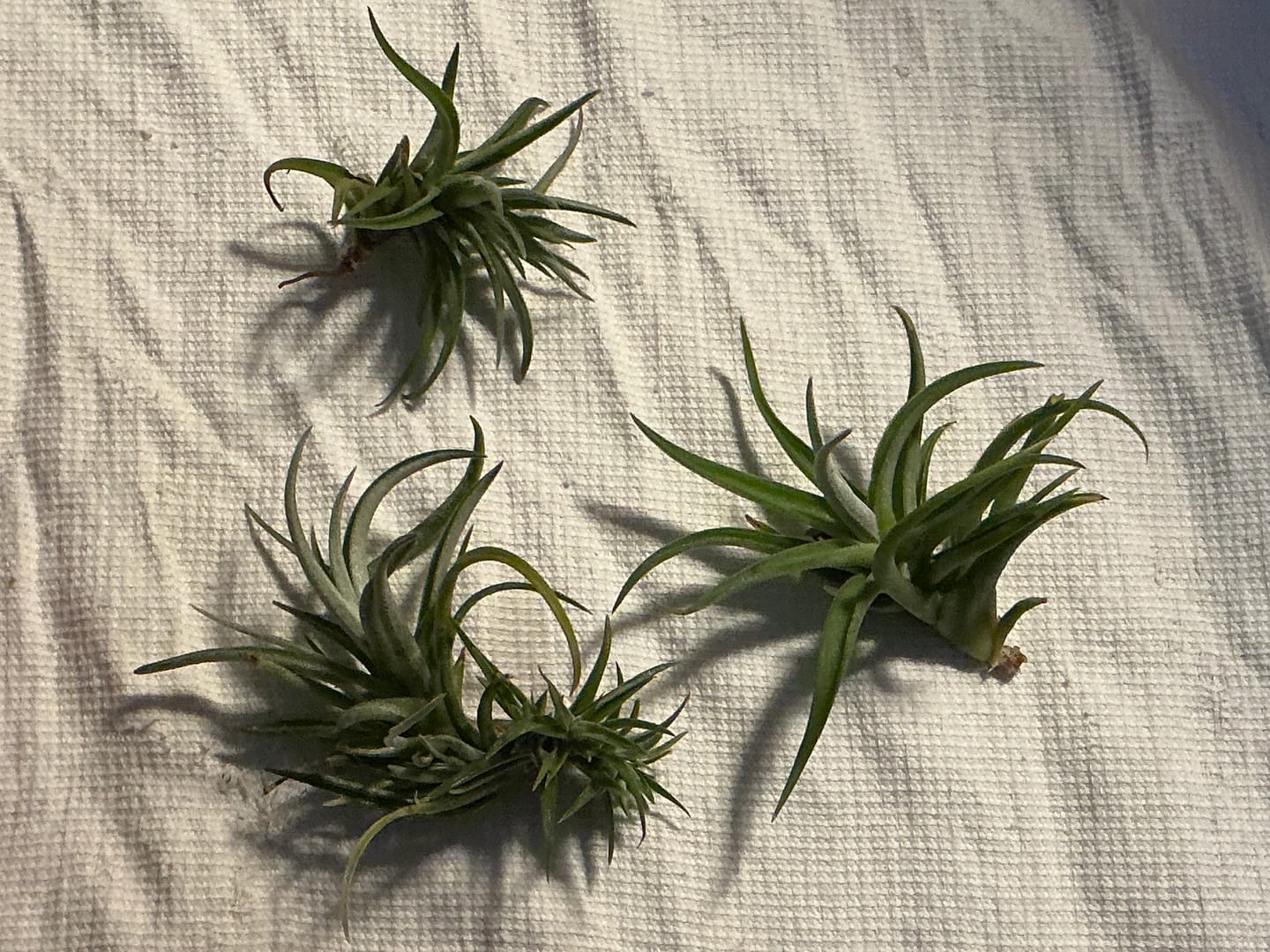 Customer photo review of B Quality Harrisii 3 Pack  ($1.50 Per Plant)