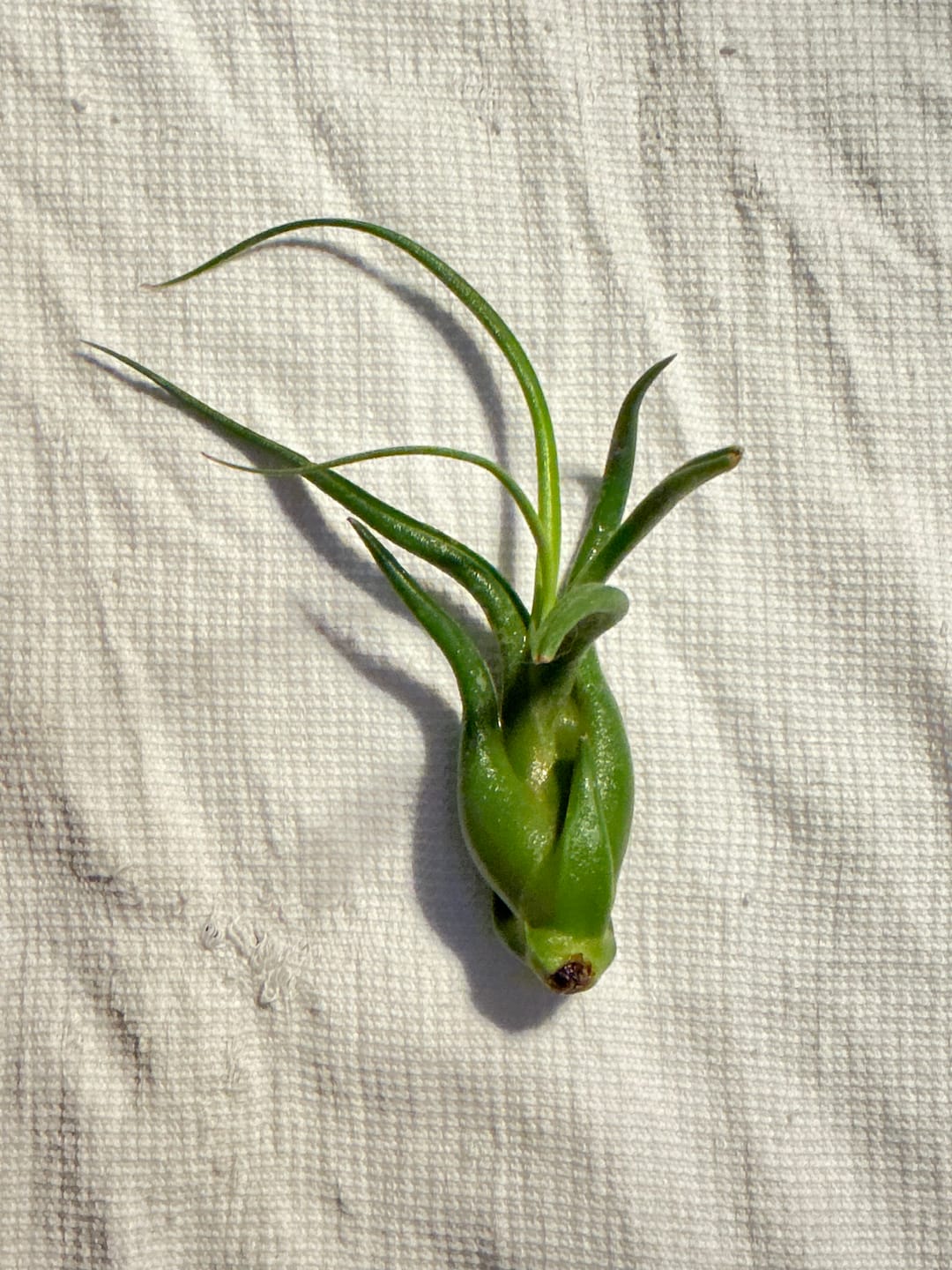 Customer photo review of Caput Medusae  (Beginner Friendly!)