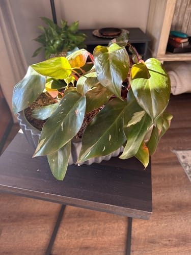 Jamie W. review of Fungus Gnat Death Drops image 1 out of 1